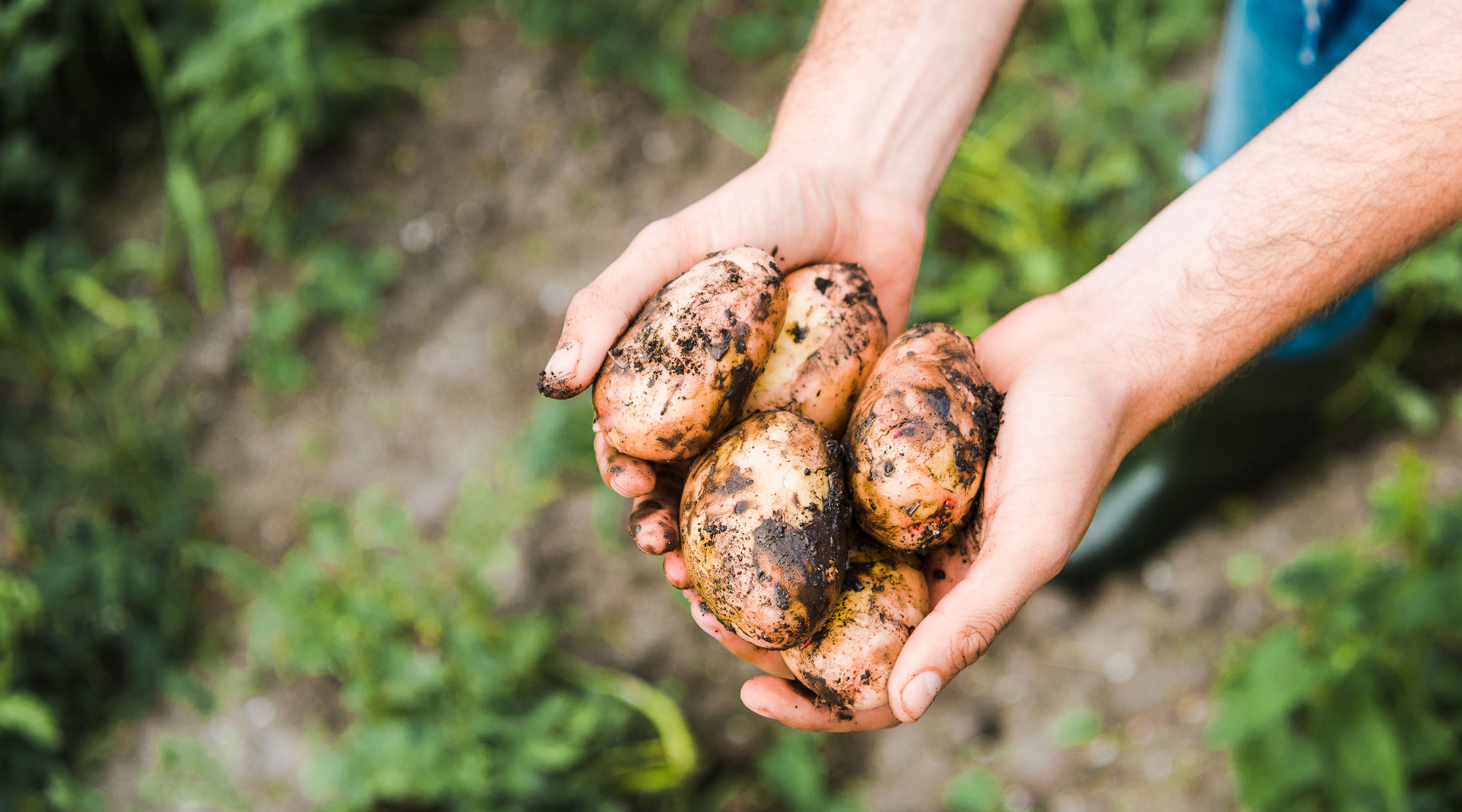 Hände präsentieren frisch ausgegrabene Kartoffeln